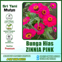 10 Biji - Benih Bunga Zinnia Tunggal Warna Pink - Bunga Kertas Bunga Hias Bunga Bibit Bunga