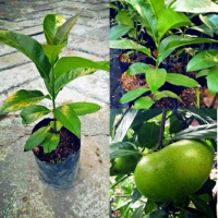 benih black sapote cepat berbuah