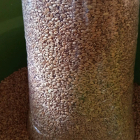 GANDUM utuh original  1KG