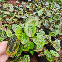 Tanaman Hias Calathea Kepiting/tanaman hias calathea kepiting