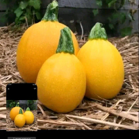 Benih zucchini bulat kuning