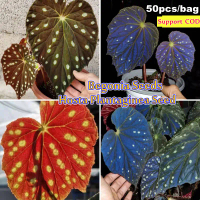 50pcs Begonia Seeds (Hosta Plantaginea Seeds) Mayana Varieties Gardening Flower Seeds Indoor Outdoor