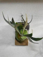 fsq vp#2の価格比較なら-2025年12月 | BigGo日本