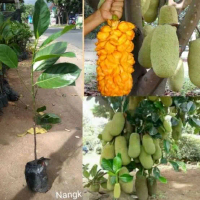 Bibit Tanaman Buah Nangkadak Okulasi Cepat Berbuah