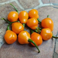 Bibit Cabe Cabaca Orange 10 Biji Tanaman Cabai Hias Unik Bulat bisa COD