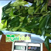 Daun Kari 100gram - Salam Koja - Daun Salam Koja Segar