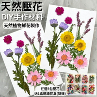 【A-ONE】永生壓花 乾燥壓花 書籤DIY 押花真花壓花 植物標本素材 乾花 小菊花 花藝材料包 永生花材