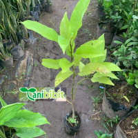 Pohon Bunga Kantil Putih - Tanaman hias cempaka putih