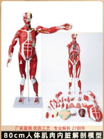 80CM人體全身肌肉附內臟模型 肌肉解剖模型人體肌肉教學模型