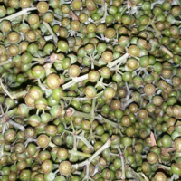 Bijian Eucalyptus 500gr - Biji Eucalyptus 500gr Biji