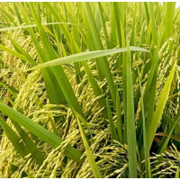 BENIH PADI INFARI 32 KEMASAN 5KG Tanaman Daun