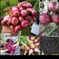 Benih bawang merah lokananta