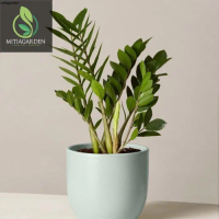 Tanaman Hias Dollar Zamia - Plant Tanaman Hias Tanaman hias hidup