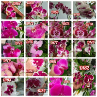 Bunga Anggrek Bulan Novelty Jumbo