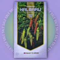 benih cabe rawit halbaru