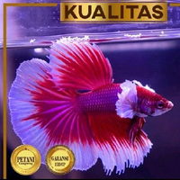 Cupang Halfmoon Lavender Big Ear Ikan Hias Hiasan Aquarium