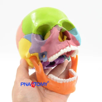 15pcs/set 4D Disassembled Color Skull Anatomical Model Detachable Medical Teaching Tool Colored Skull Anatomy Educational GIft