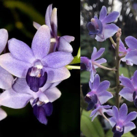 Paket Phalaenopsis Doritis Type 1 paket isi 3