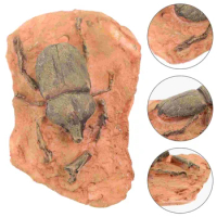 Paleontological Fossil Specimen Insect Fossil Ornament Teaching Insect Fossil Specimen Decor for Collecting Science Teaching