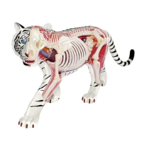4D Vision White Tiger Anatomy Model Skull Detachable Skeleton Anatomical Model Science Educational Toys for Kids