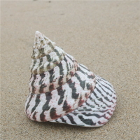 【螺貝藝】馬蹄塔螺天然海螺貝殼魚缸造景水族裝飾稀有標本