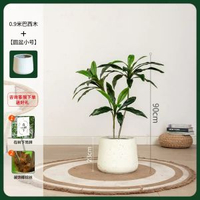 模擬綠植物盆栽天鵝絨巴西木高階輕奢北歐風室內客廳落地裝飾擺件
