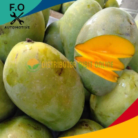 Bibit Mangga Arumanis Bibit Unggulan
