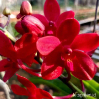 Seedling anggrek Dendrobium super red - Bunga Hias Anggrek