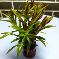 Limnophila aromatica paket 1 media pot aquascape