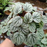 peperomia caperata riple silver