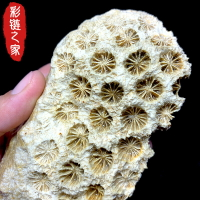 天然菊花石珊瑚玉化石擺件水晶原石大顆粒辦公室桌面擺件標本礦石