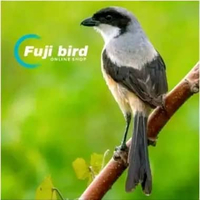 BURUNG PENTET CENTET JATIM PILIHAN