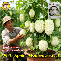 (Fresh 5pcs Seeds) 100% Original Round White Bitter Gourd Seeds for Planting Vegetables Plants (Low