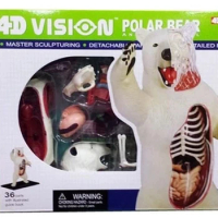4D Master assembled anatomy animal polar bear polar bear animal model medical use