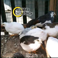 BURUNG PUYUH BATU PUTIH COKLAT SEPASANG SEPASANG