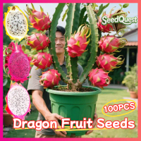 100% Original 100pcs Mixed Dragon Fruit Seeds for Planting - High Yield Pitaya Seeds Dwarf Bonsai Dr