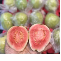Pink Guava Segar Dan Cantik