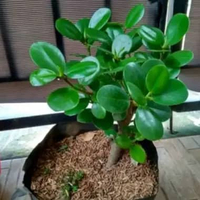 Tanaman hias beringin dollar bahan bonsai
