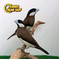 BURUNG GLATIK TIMOR SEPASANG PILIHAN SEPASANG