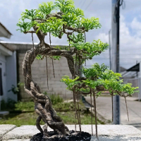 bonsai replika asem londo hiasan aquarium