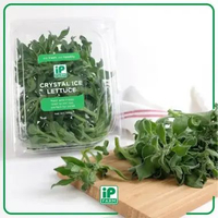 Crystal Ice Lettuce Shoot