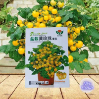 100 BUTIR BENIH TOMAT GOLDEN CHERRY MINI IMPORT