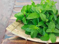Bibit Tanaman Mint Papermint Daun Lurus Hijau Gelap Sensasi Dingin Aroma Segar Menthol Esensial