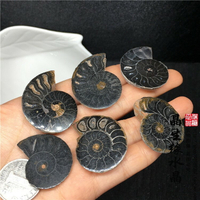 馬達加斯加菊石螺化石開片切開招財轉運螺 化石標本實物圖一組2