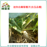 【綠藝家】大包裝C12.迷你白蘿蔔種子70克(白玉品種)