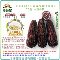 【綠藝家】大包裝G100.玫瑰紫糯玉米種子70克(約290顆)
