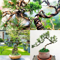 Hitam Aluminium Bonsai Wire Bentuk Bonsai Taman 1//2//3//4//5/6/7mm Bonsai Training Wire 5/10M Sokon