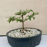 Bonsai Sancang mame