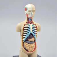 32pcs assemble 4D Human torso Body model anatomical Anatomy of organs Medical teaching DIY science