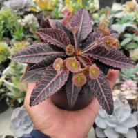 kaktus dan sukulen / Euphorbia Francoisii (caudex)